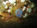 Ascidie translucide bleue - Rhopalaea sp